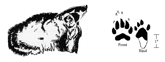 GIF: Drawing of a Badger and its paw prints.